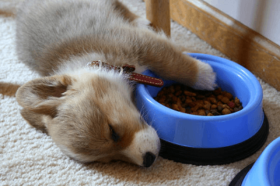 狗狗泡在食品里